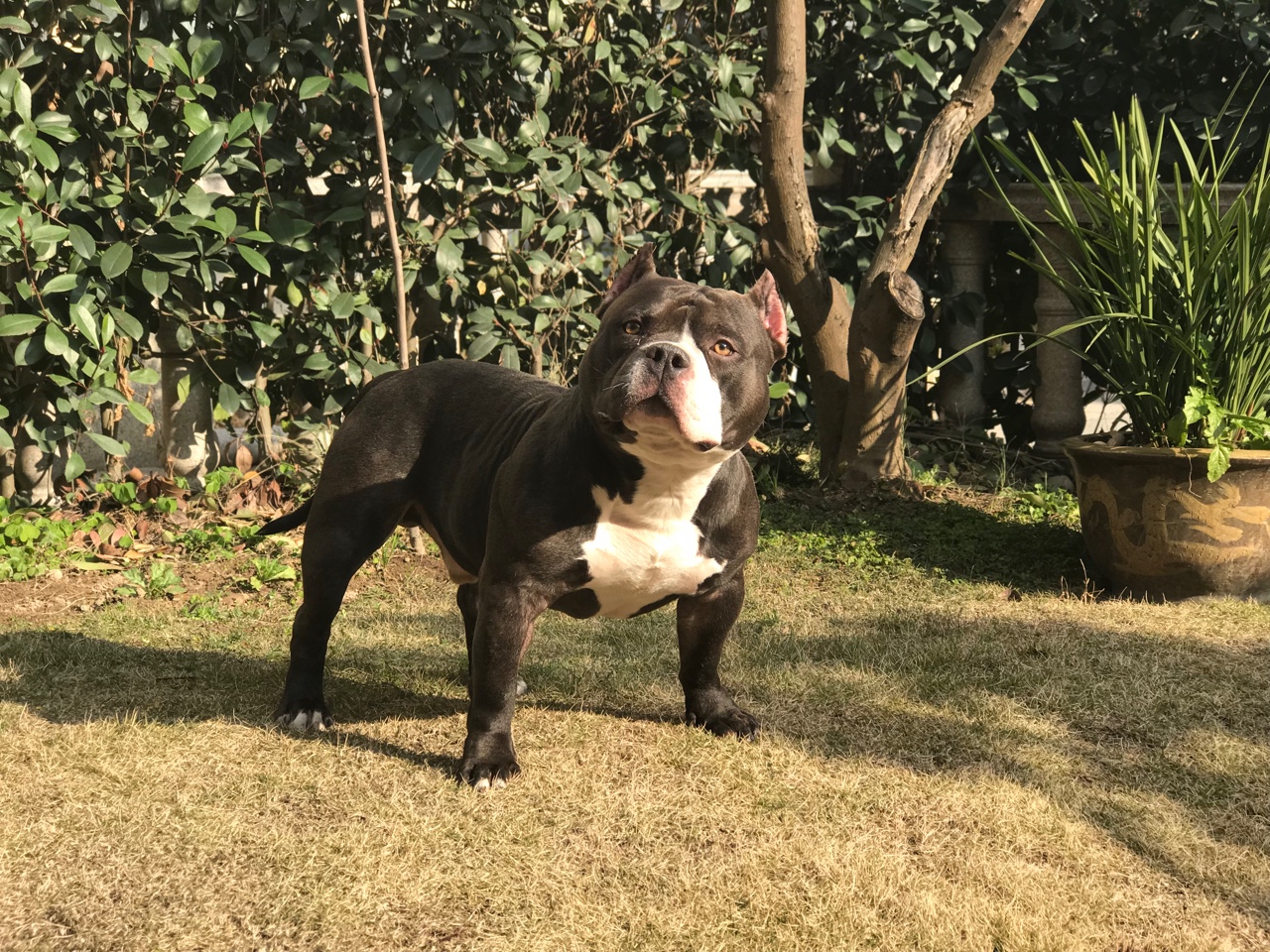 全美总冠军Grch mr.bean的儿子William威廉回