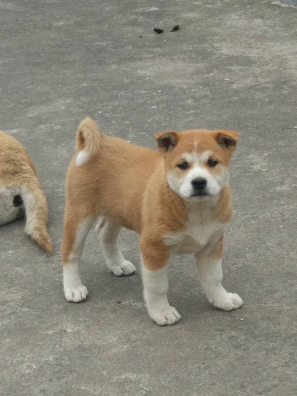 广西土猎犬欣赏交流