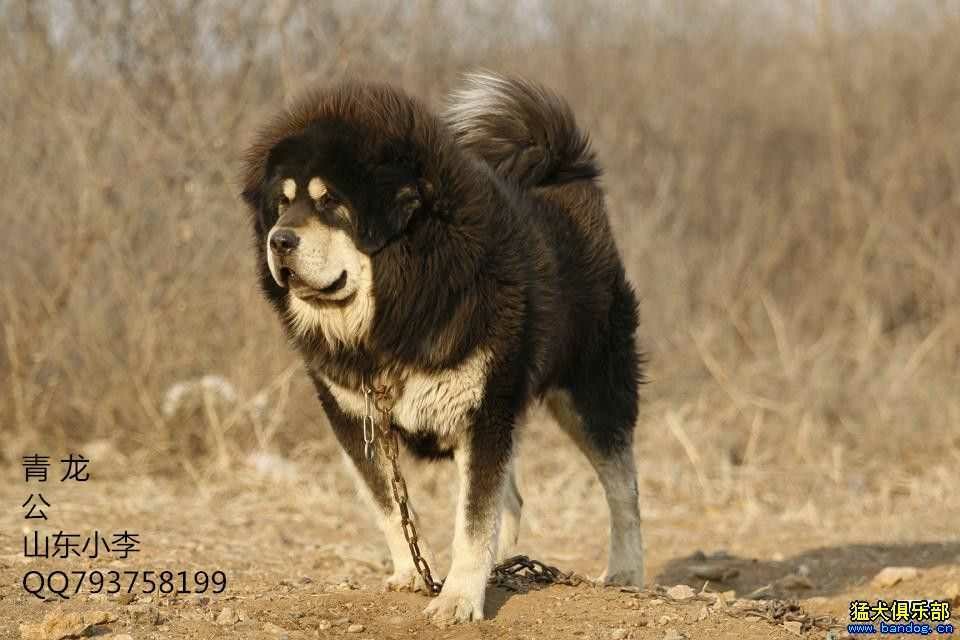 为参赛2019藏獒世界杯做准备 - 第2页 - 藏獒版