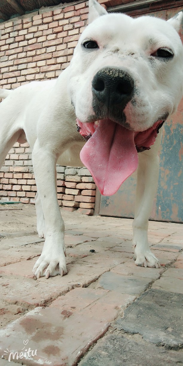 杜高vs比特 暴力男 值多少钱帮看看呗