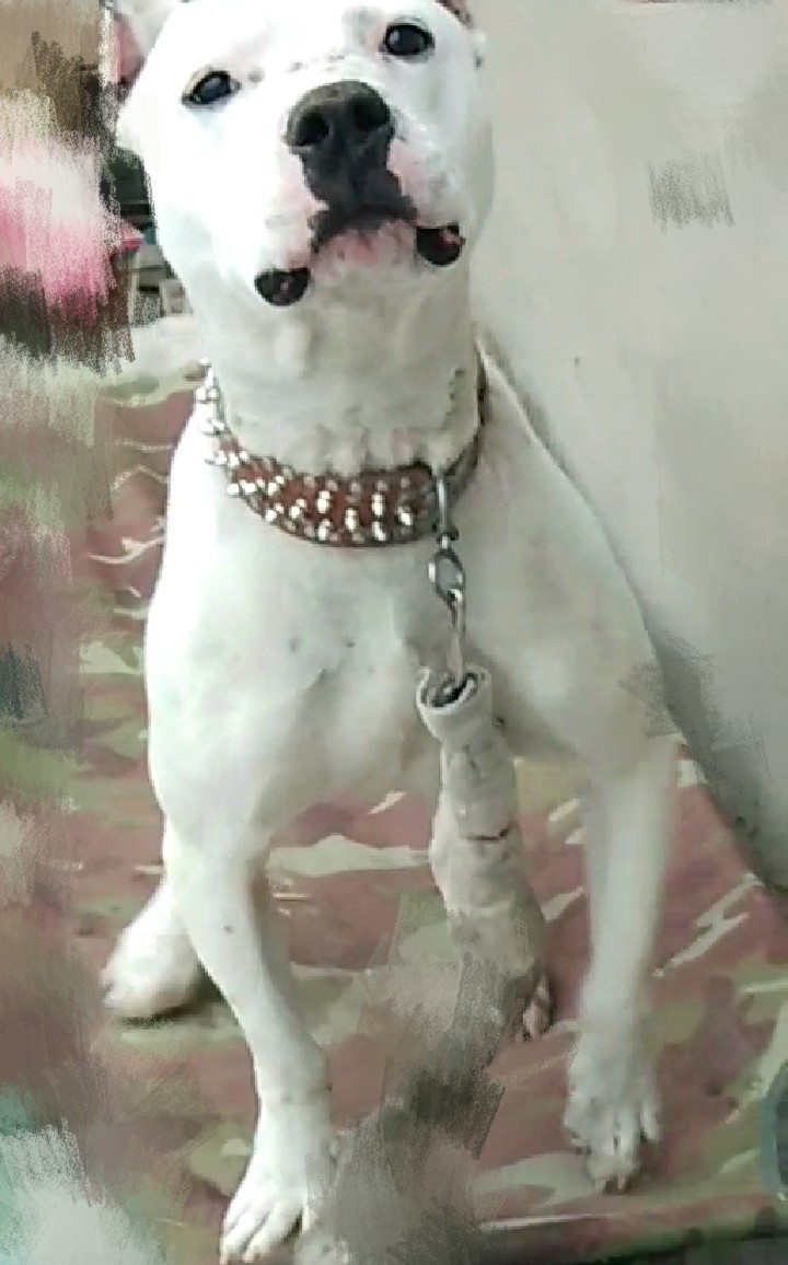 杜高vs比特 暴力男 值多少钱帮看看呗