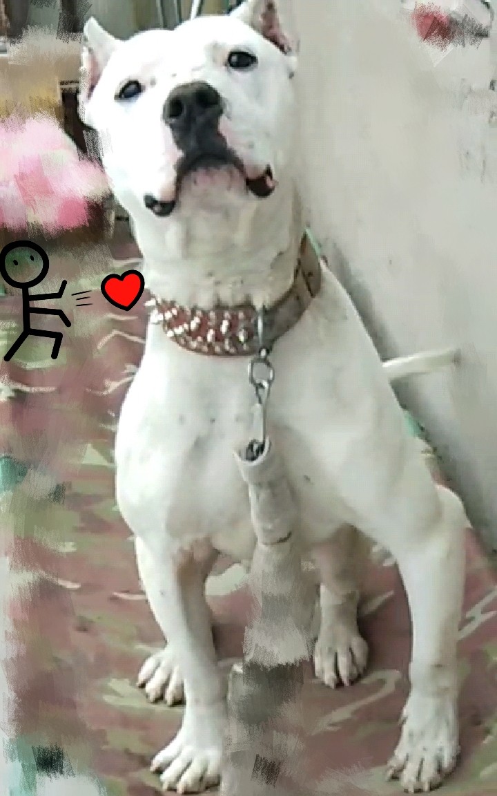 杜高vs比特 暴力男 值多少钱帮看看呗