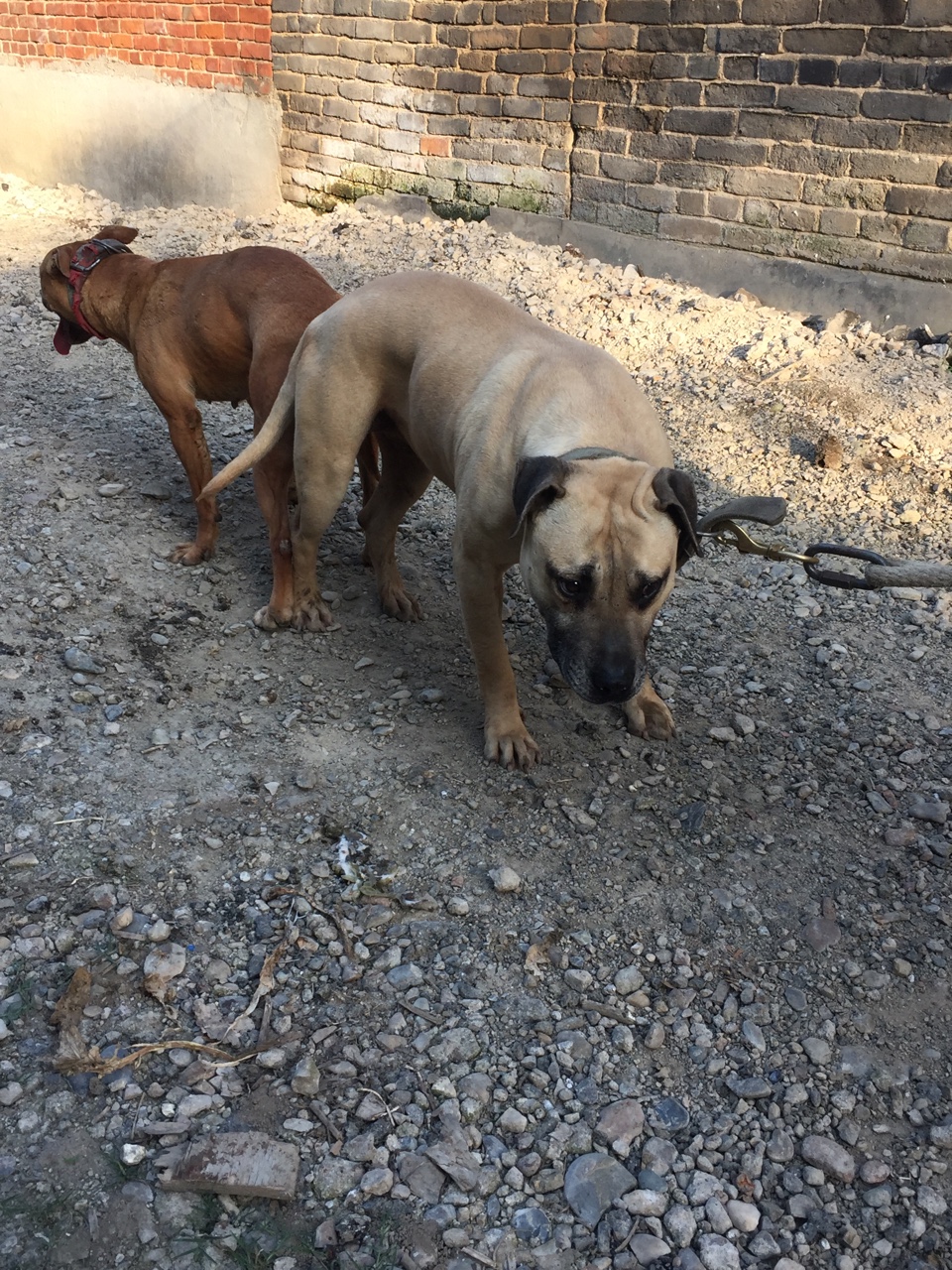 大力。大力出奇迹