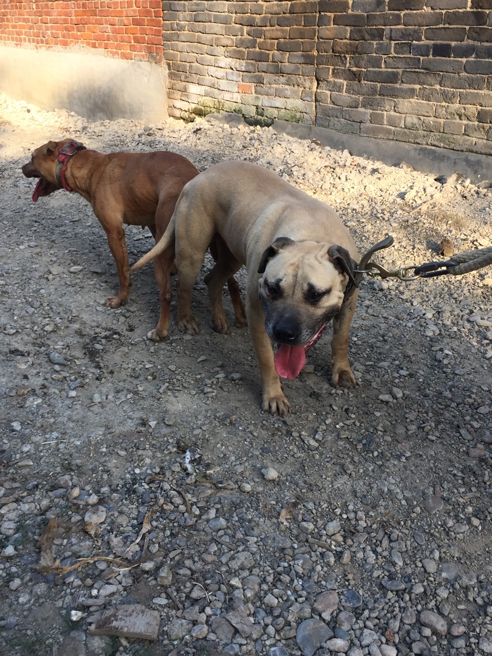 大力。大力出奇迹