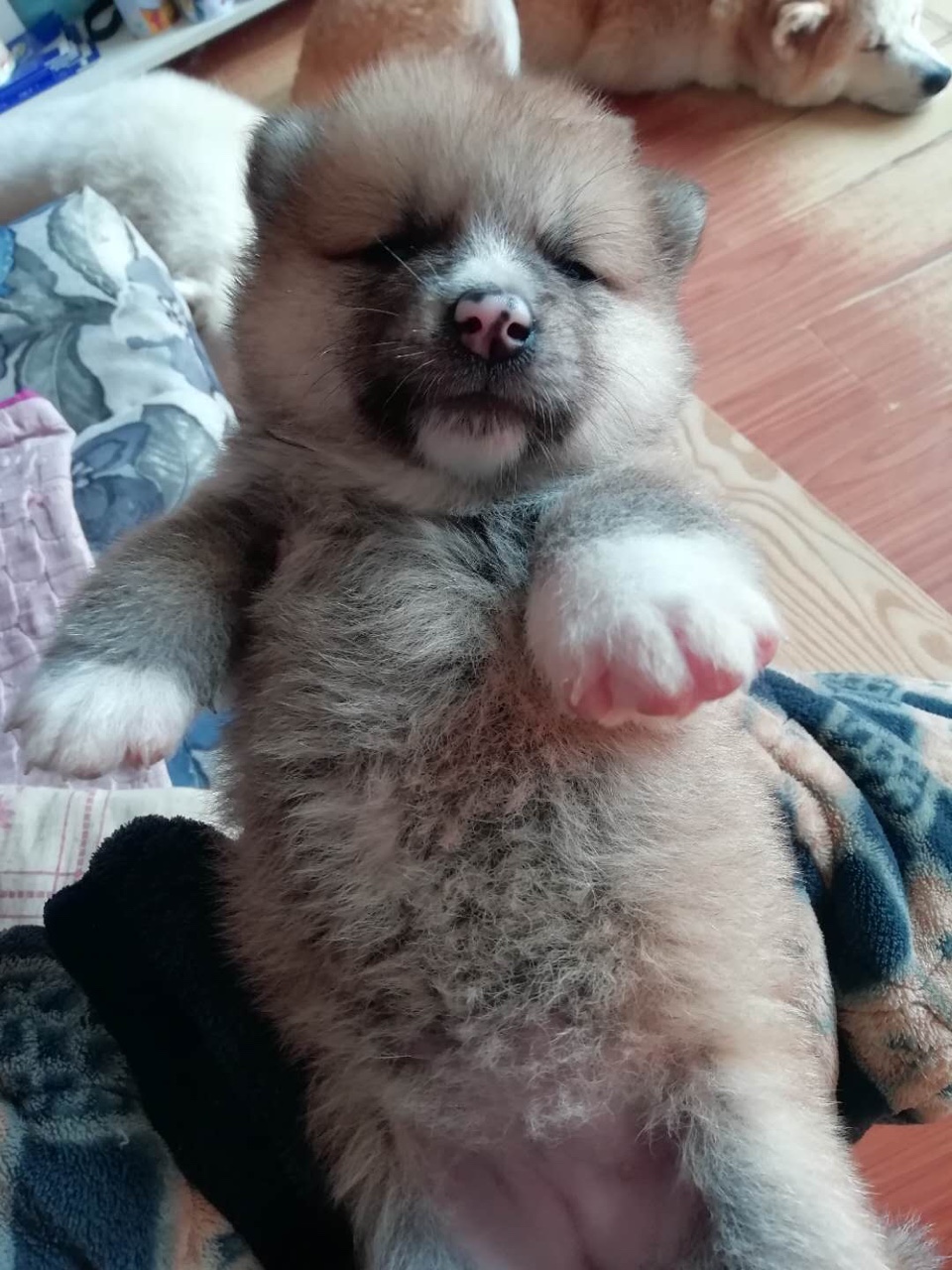 自己秋田犬,打一针疫苗,