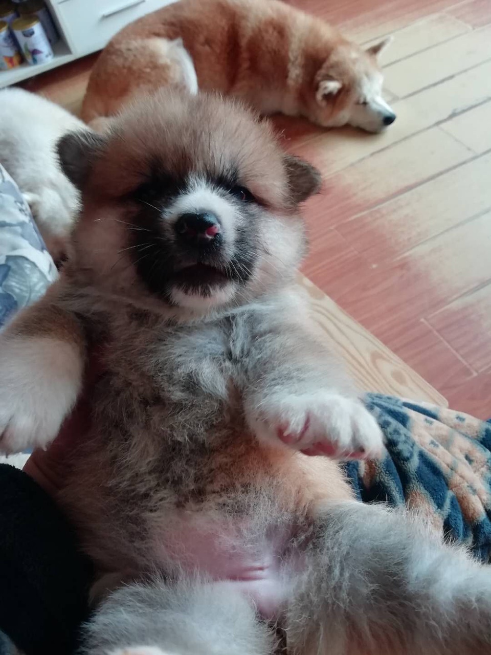 自己秋田犬,打一针疫苗,