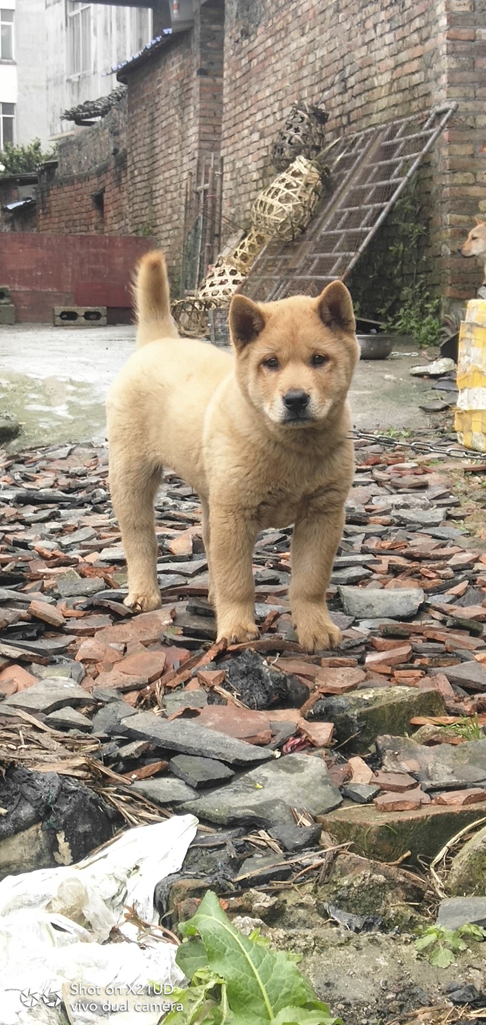 广西精品土猎犬
